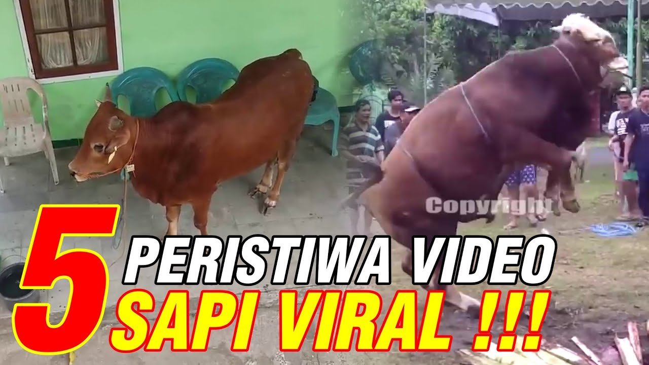 Video Sapi Viral Heboh Saat Kurban.jpg